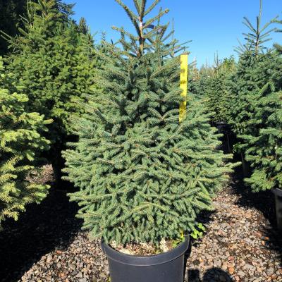 Black Hills Spruce 15gal