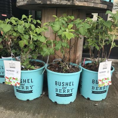 Bushelandberryraspberryshortcake21labeled