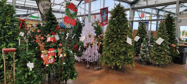 Christmas trees at K&W Greenery.