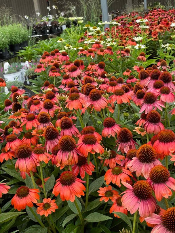 Beautiful flowers at Minor's.