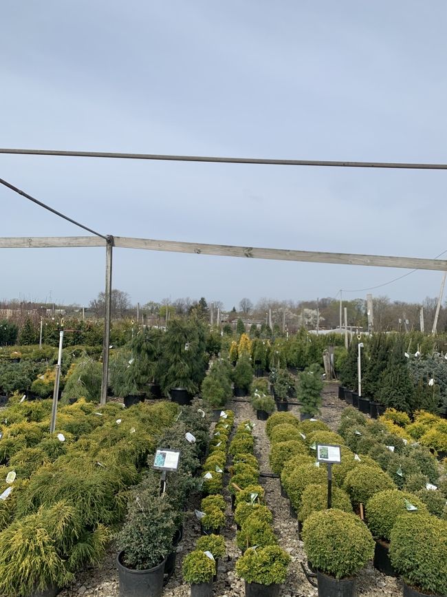 A variety of plants at Minor's.