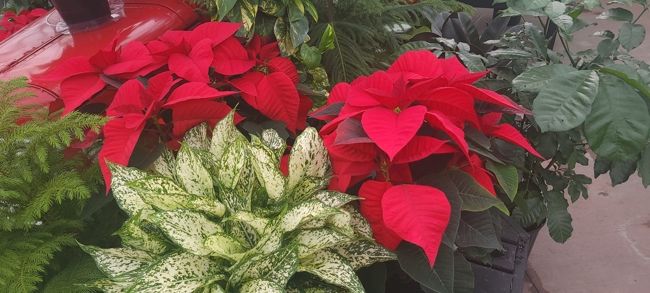 Poinsettia at K&W Greenery.