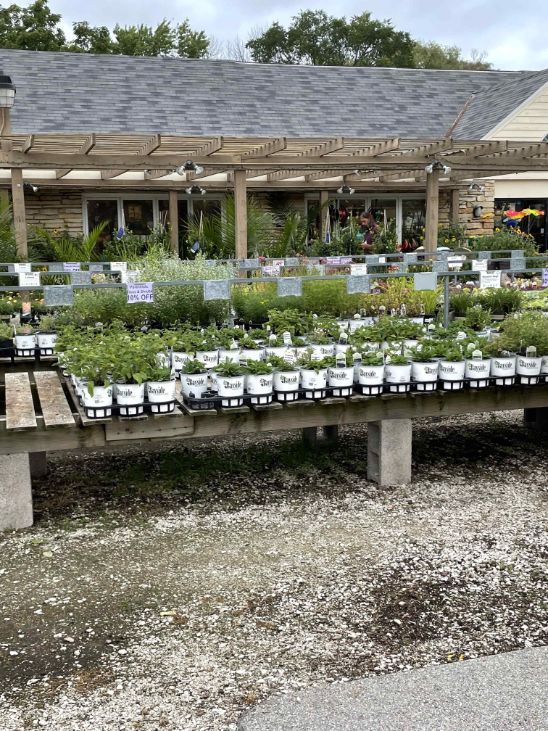 A variety of garden plants on a table outside the Bayside Garden Center.