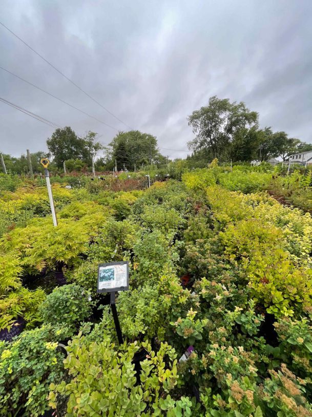 A variety of plants at Minor's.