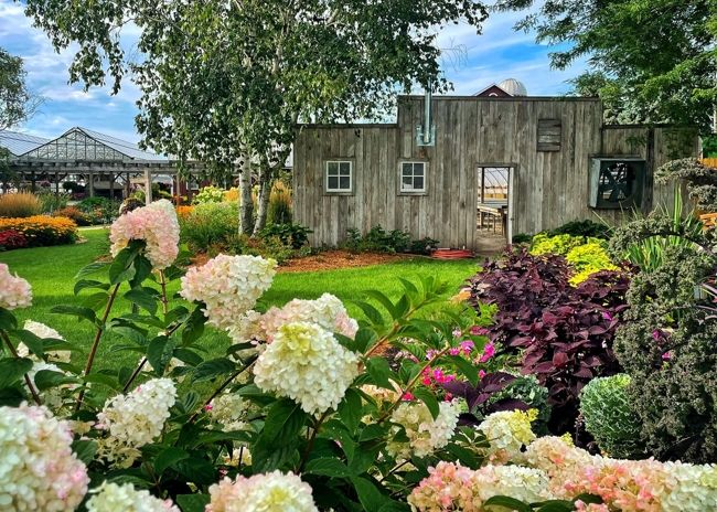 Hydrangeas outside near a wooden building at Ebert's Greenhouse Village.
