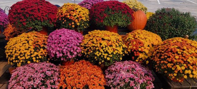 Multiple flower bunches at K&W Greenery.