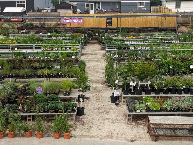 A image of a variety of garden plants displayed outside the Bayside Garden Center.
