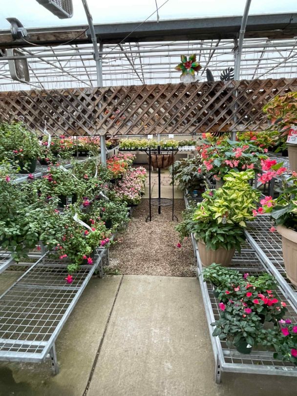 A variety of plants in a green house at Minor's.