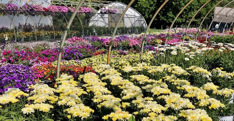 A image of a variety of flowers outside the Prospect Hill Garden Center.