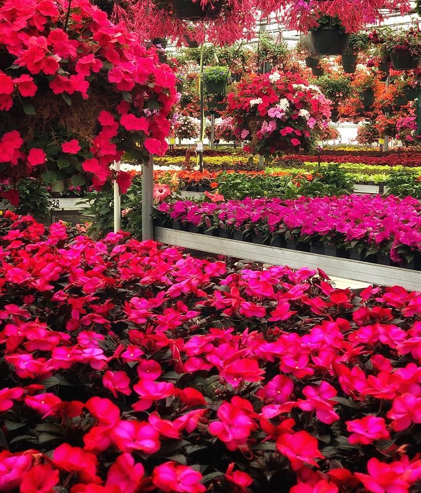 Many flowers at Ebert's Greenhouse Village.