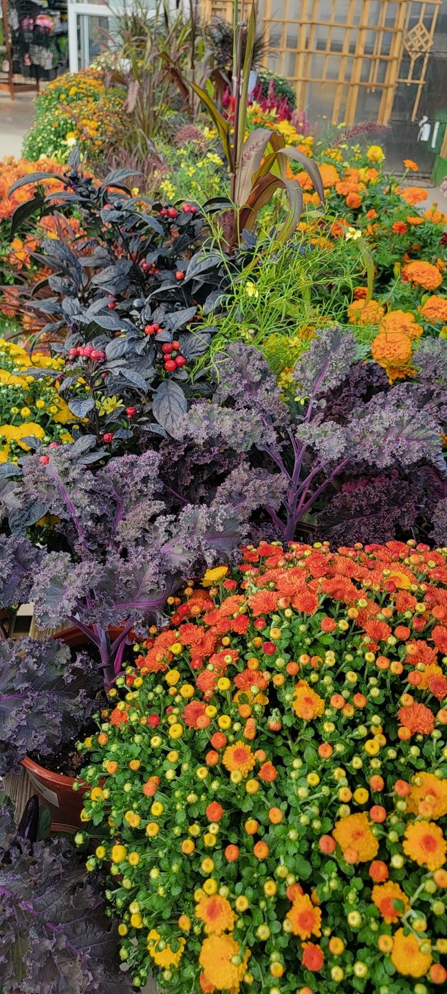 A variety of plants outside at K&W Greenery.