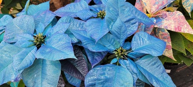 Blue Poinsettia at K&W Greenery.