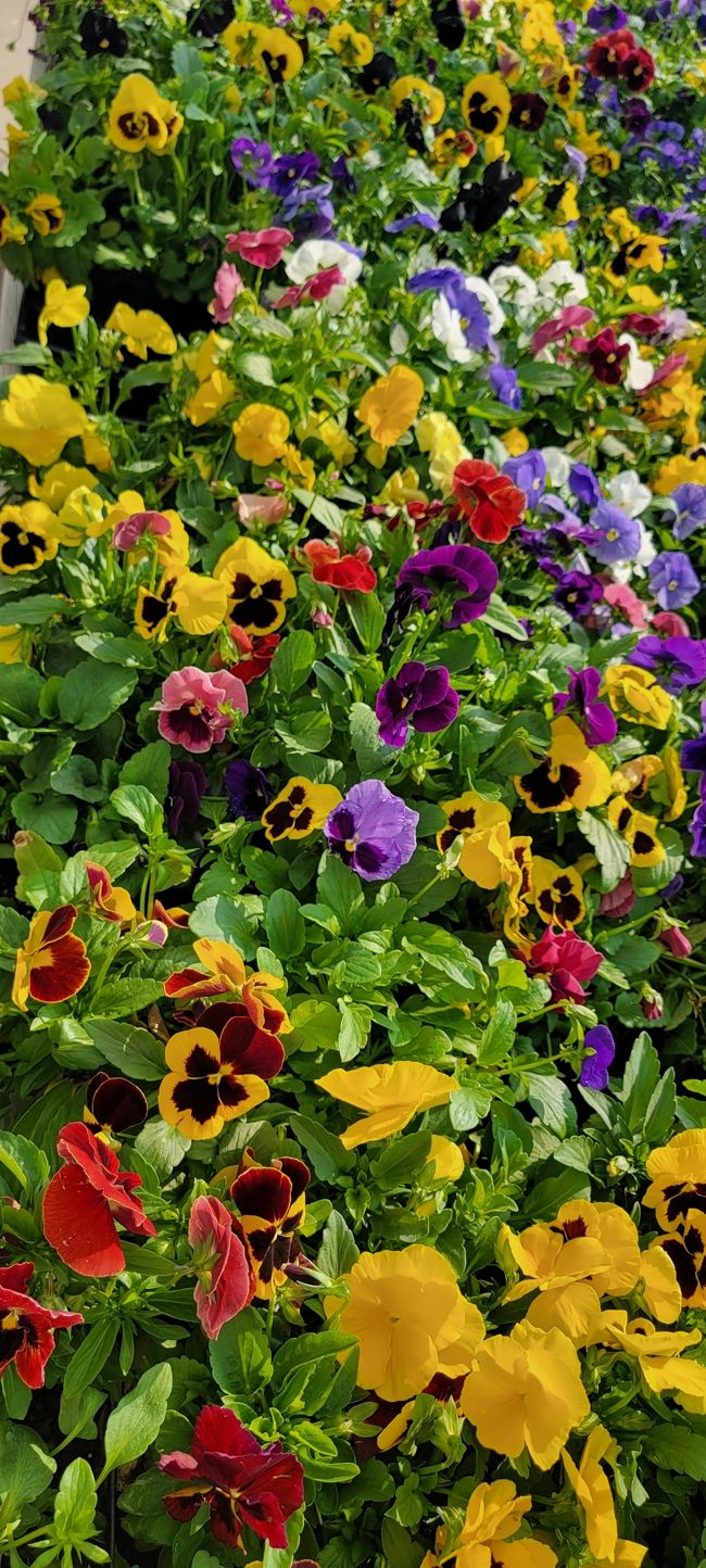 A variety of flowers at K&W Greenery.