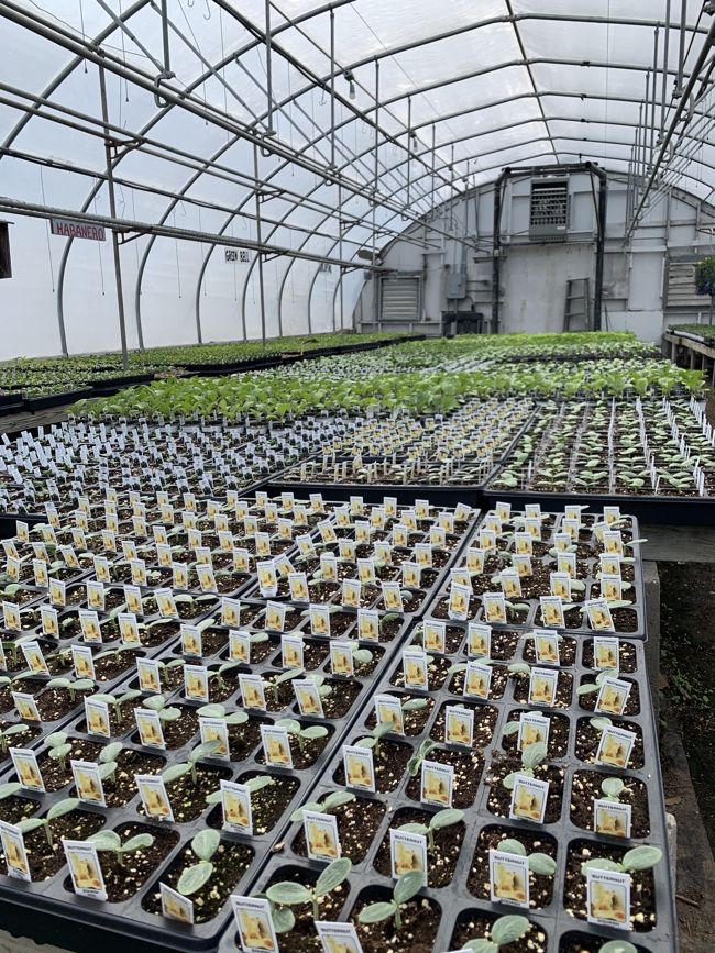 A  variety of saplings at Minor's.