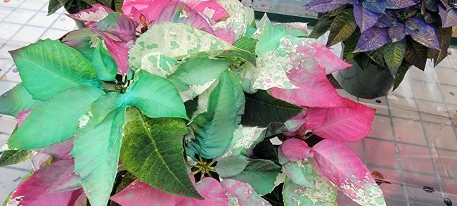  Multicolor Poinsettia at K&W Greenery.