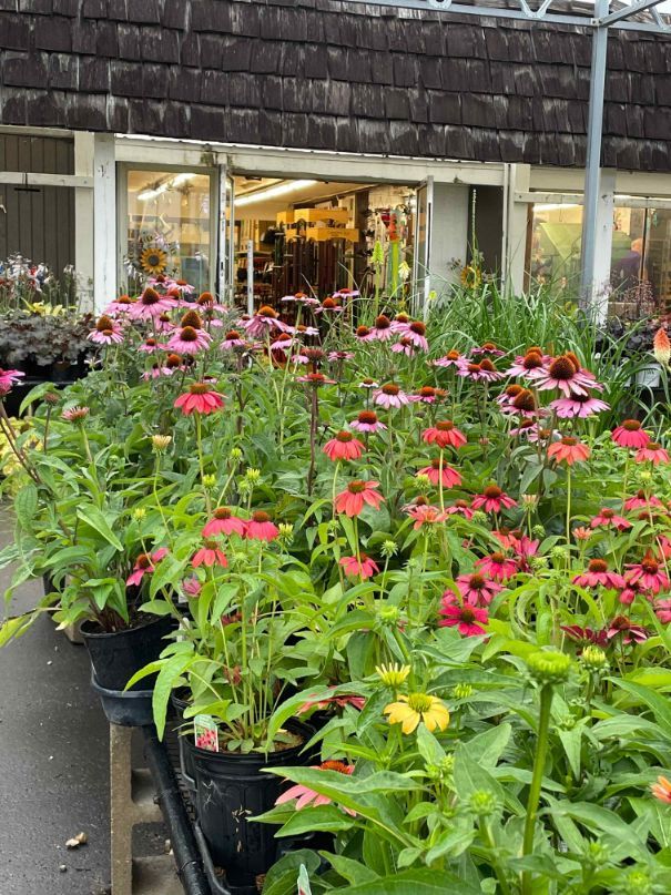 A variety of potted plants at Minor's.