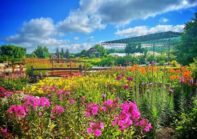 Outdoor flowers at Ebert's Greenhouse Village.