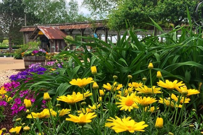 Yellow, pink and purple flowers outside Ebert's Greenhouse Village.