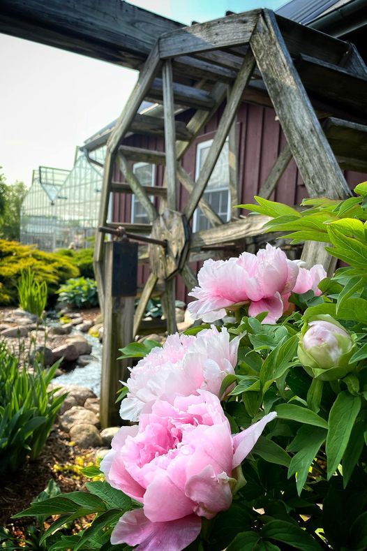 Pink flowers near a old water mill outside Ebert's Greenhouse Village.