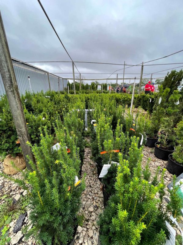 A variety of plants at Minor's.