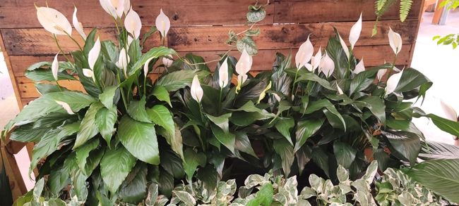Planter with White flowers in it outside of K&W Greenery.